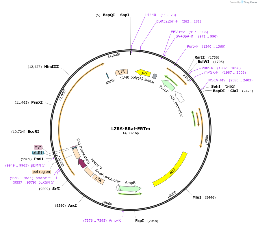 24949-plasmid-map-sequence-id-126519