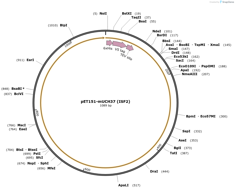 61928-plasmid-map-sequence-id-126529