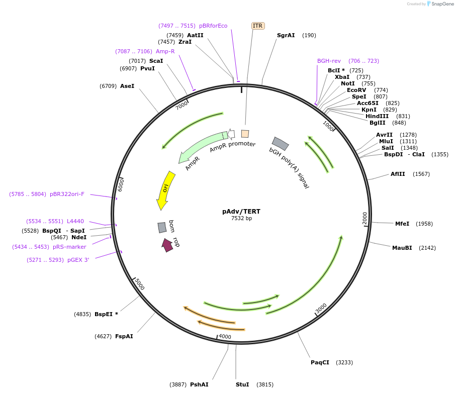 26744-plasmid-map-sequence-id-12653