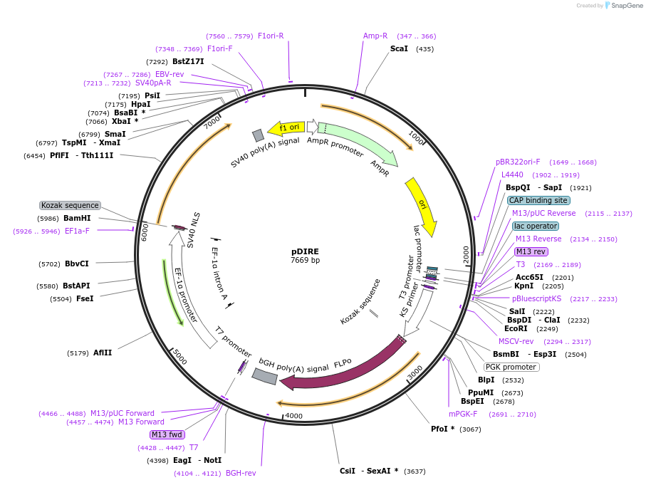 26745-plasmid-map-sequence-id-12654
