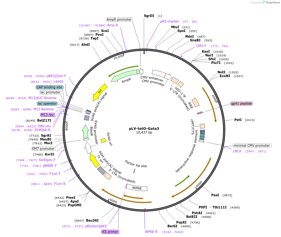 70270-plasmid-map-sequence-id-126549