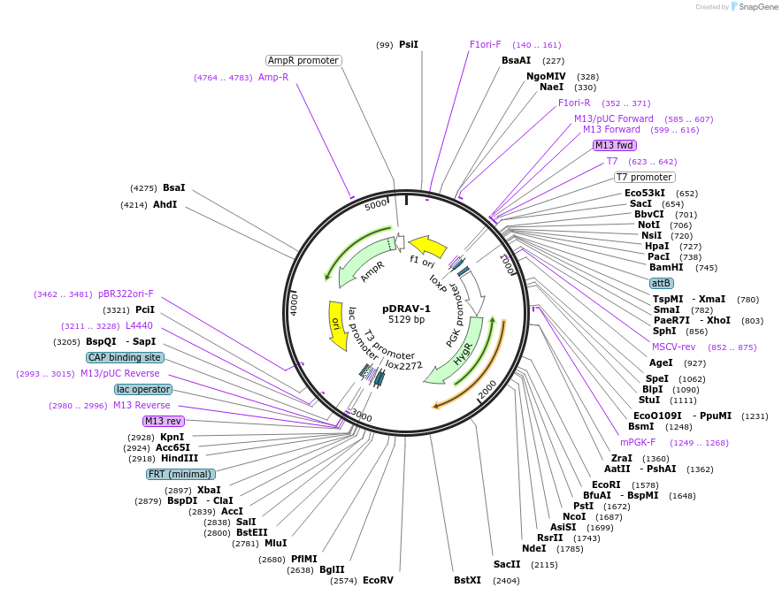 26746-plasmid-map-sequence-id-12655