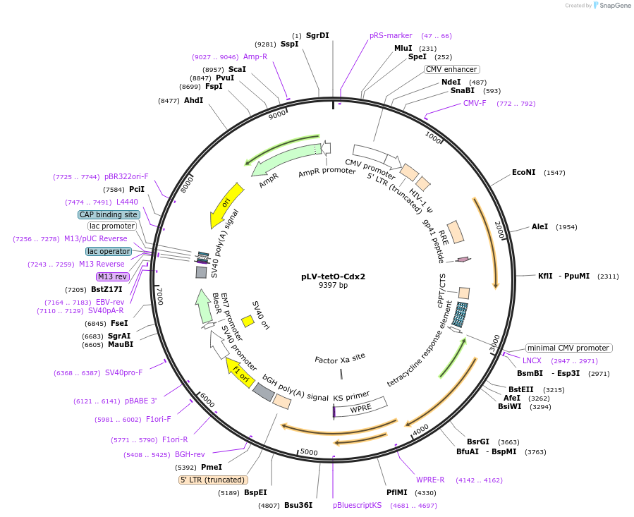 70697-plasmid-map-sequence-id-126553