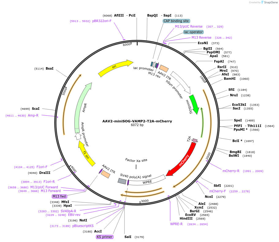 50970-plasmid-map-sequence-id-126576
