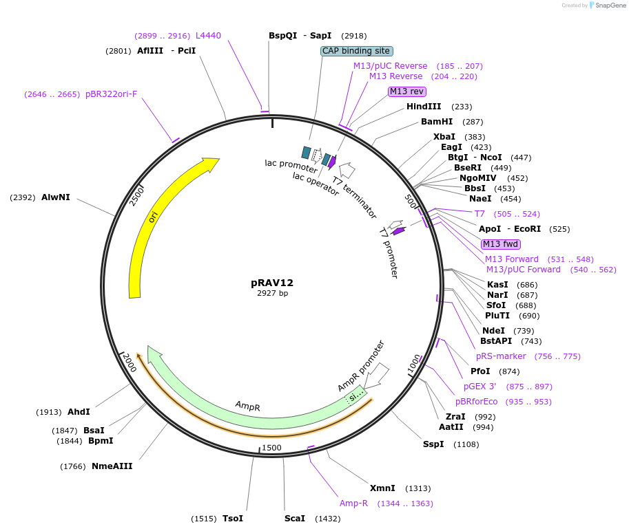 67713-plasmid-map-sequence-id-126588