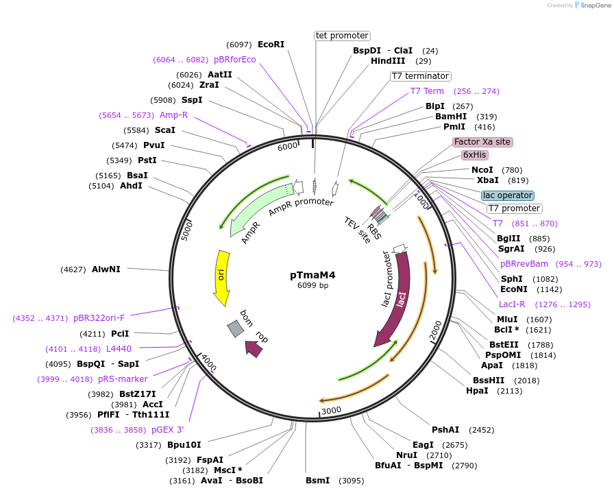 67714-plasmid-map-sequence-id-126589