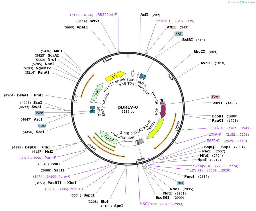 26750-plasmid-map-sequence-id-12659