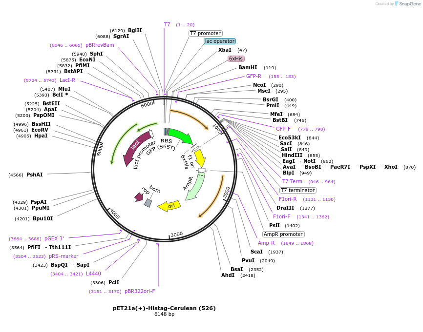 70716-plasmid-map-sequence-id-126607