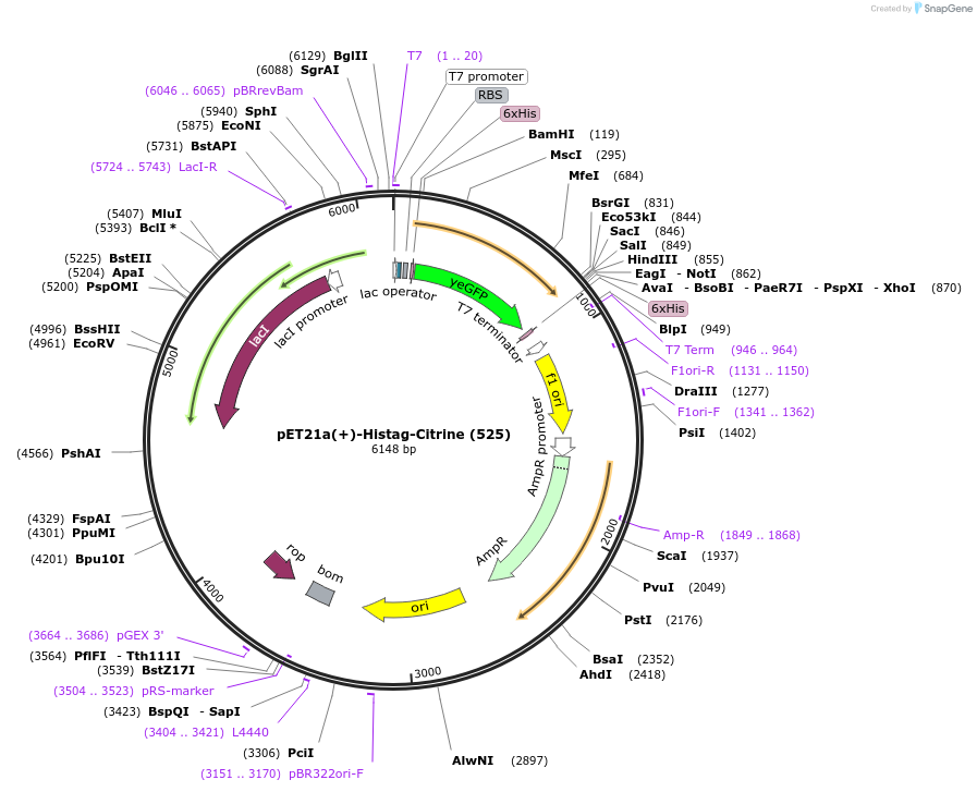 70718-plasmid-map-sequence-id-126609