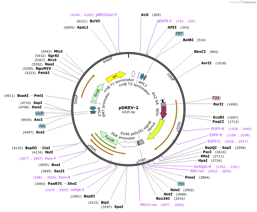 26752-plasmid-map-sequence-id-12661
