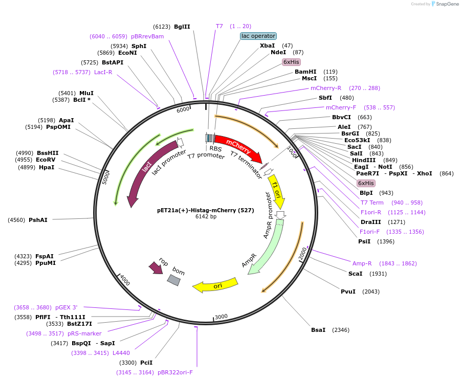 70719-plasmid-map-sequence-id-126610