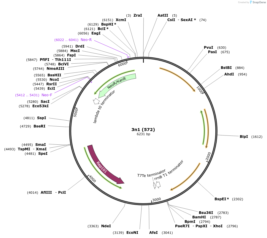 70727-plasmid-map-sequence-id-126618