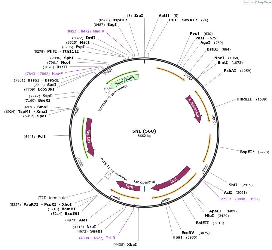 70730-plasmid-map-sequence-id-126622
