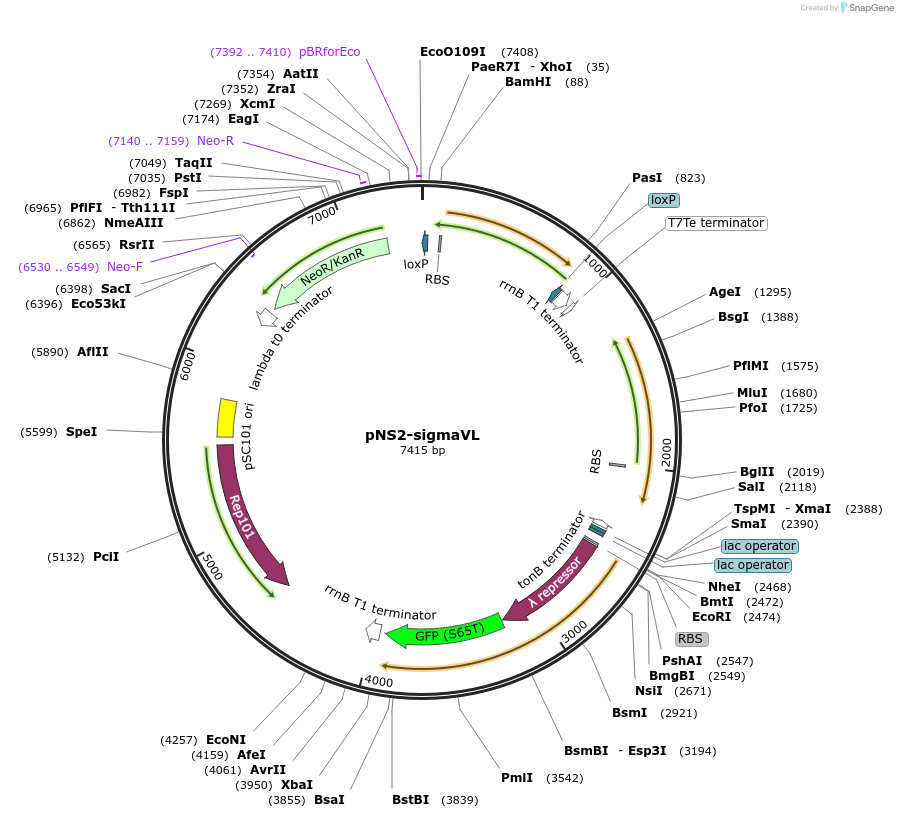 26756-plasmid-map-sequence-id-12663