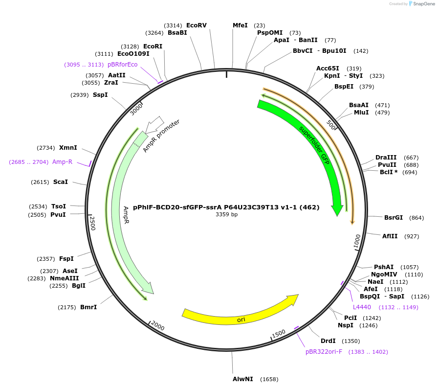 70741-plasmid-map-sequence-id-126638
