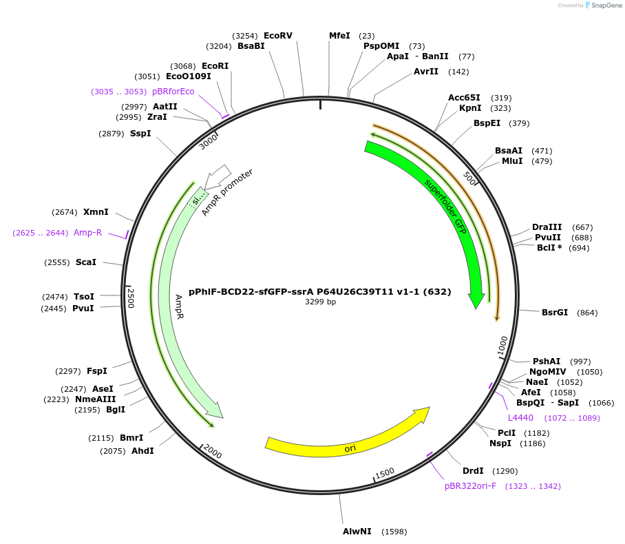 70742-plasmid-map-sequence-id-126639