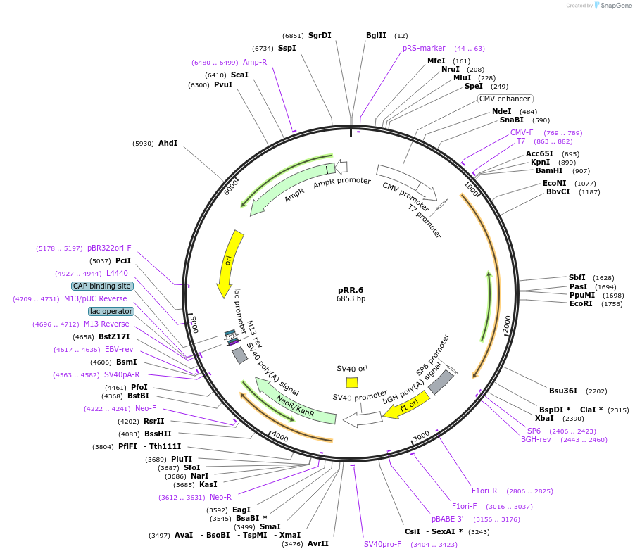69997-plasmid-map-sequence-id-126644
