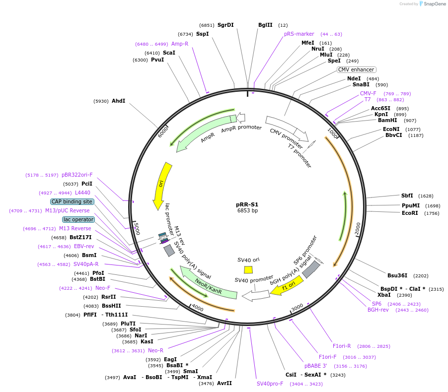 69998-plasmid-map-sequence-id-126648