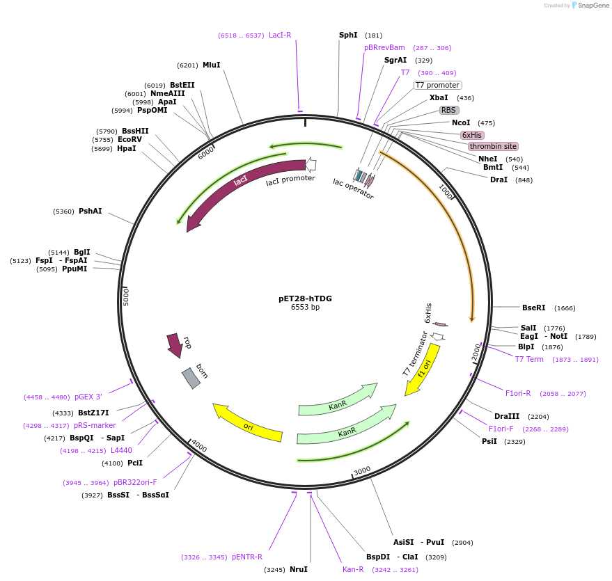 70758-plasmid-map-sequence-id-126679