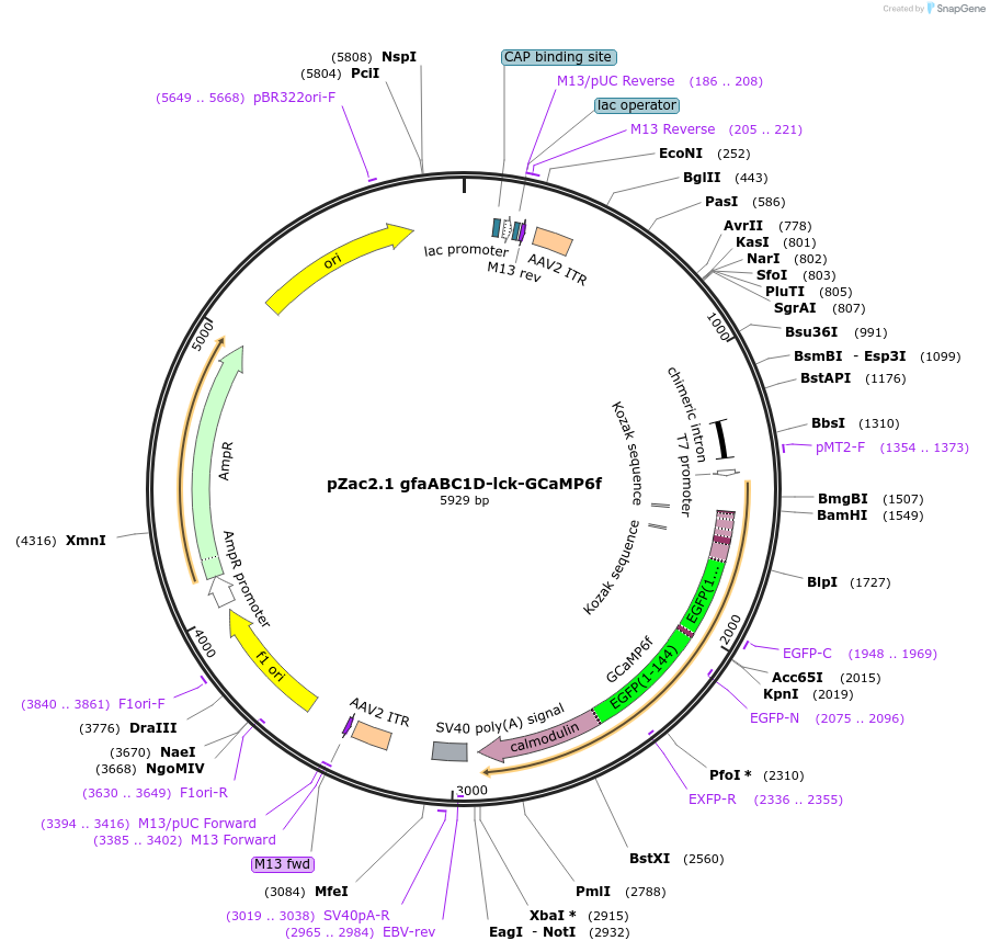 52924-plasmid-map-sequence-id-126681