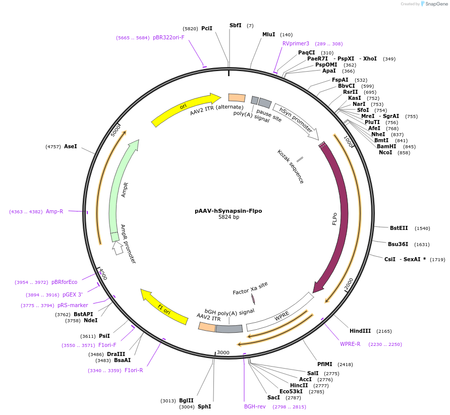 60663-plasmid-map-sequence-id-126688