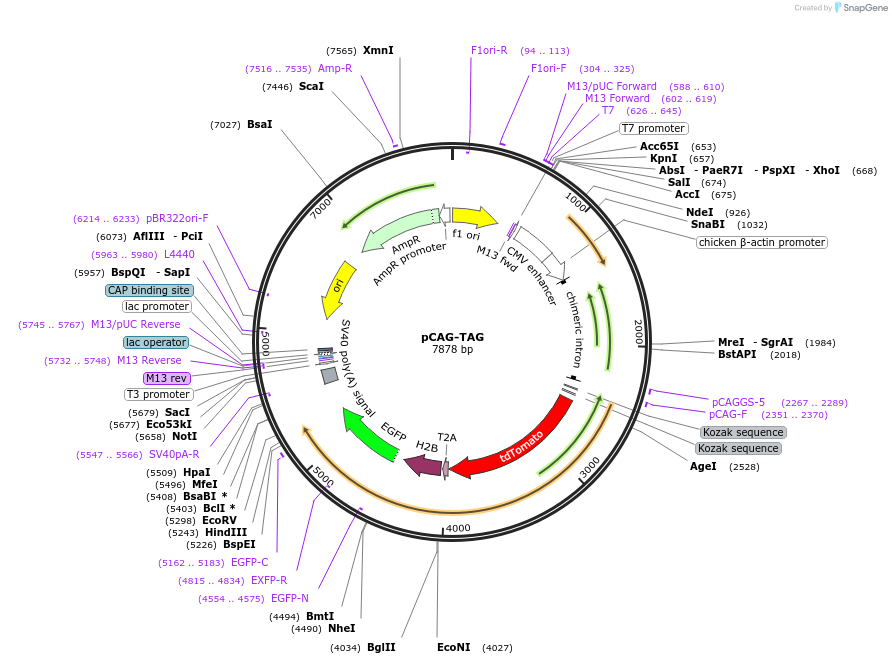 26771-plasmid-map-sequence-id-12669