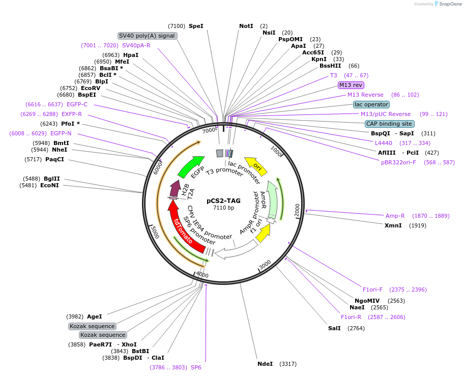 26772-plasmid-map-sequence-id-12670