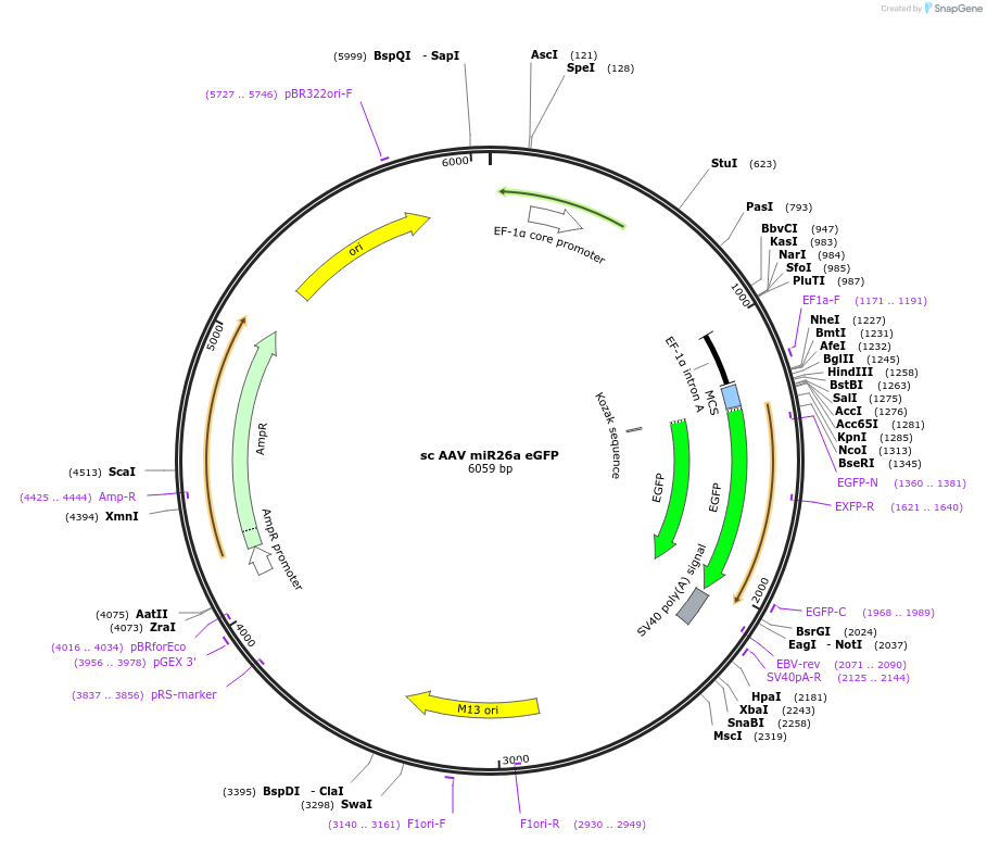 21894-plasmid-map-sequence-id-126708