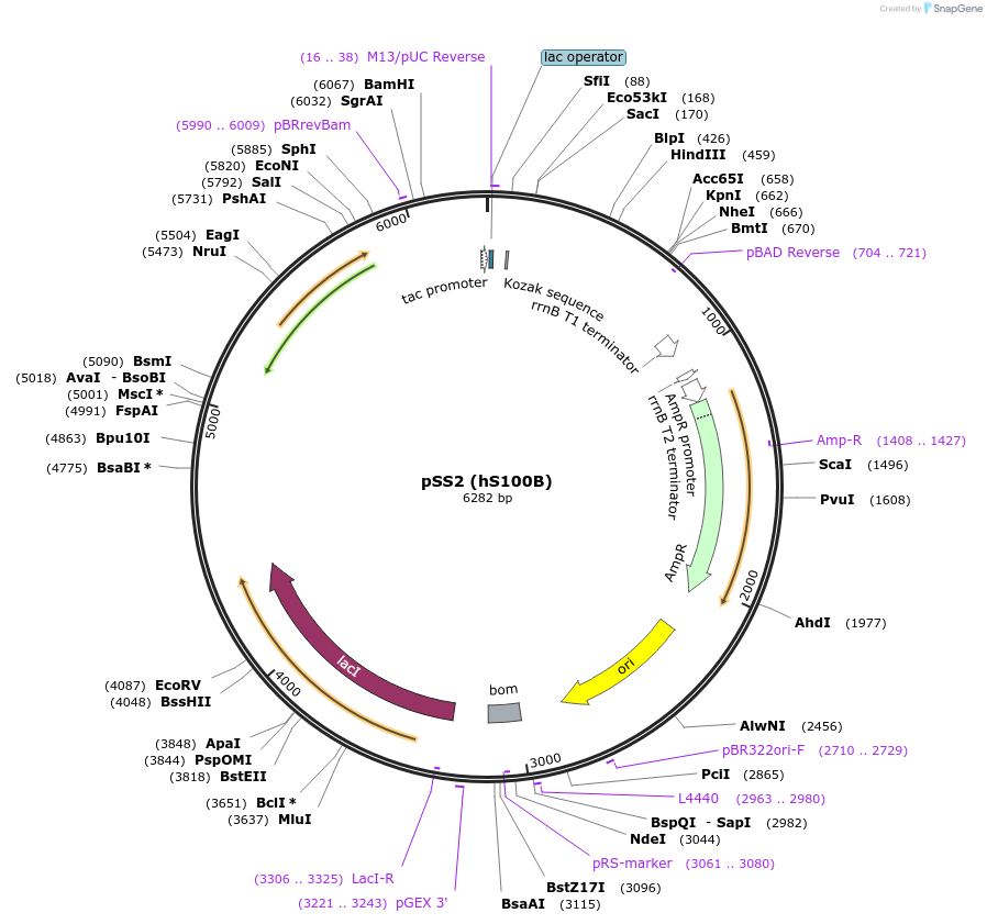 26774-plasmid-map-sequence-id-12672