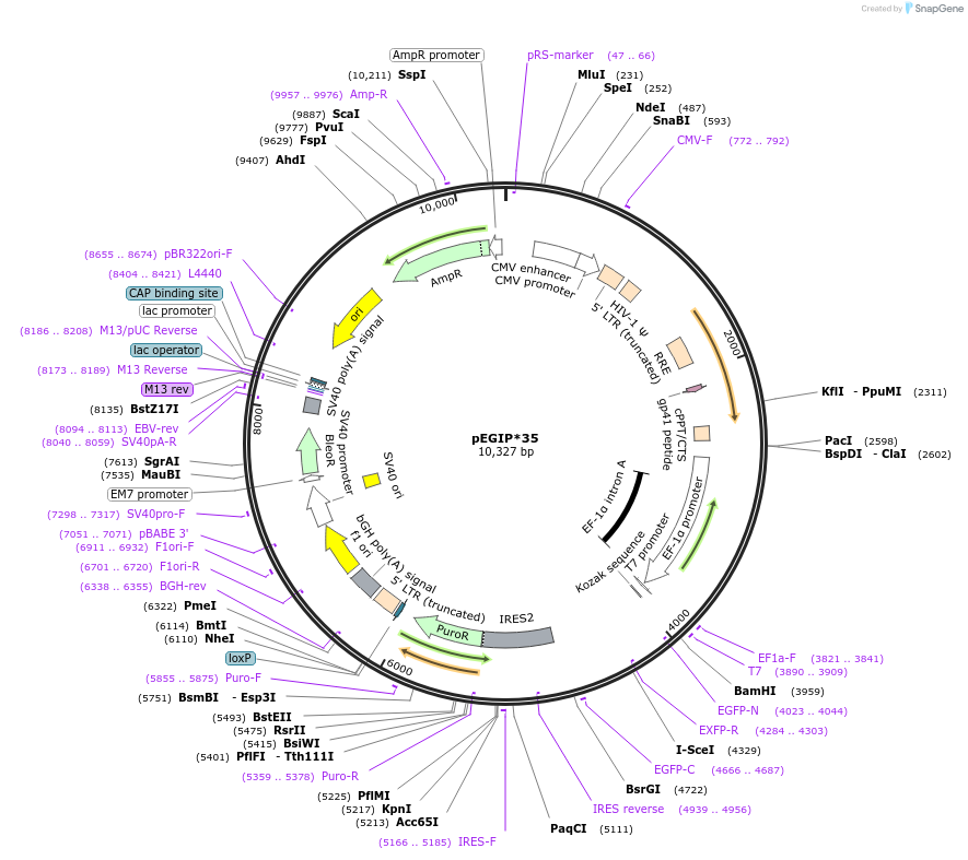 26776-plasmid-map-sequence-id-12674
