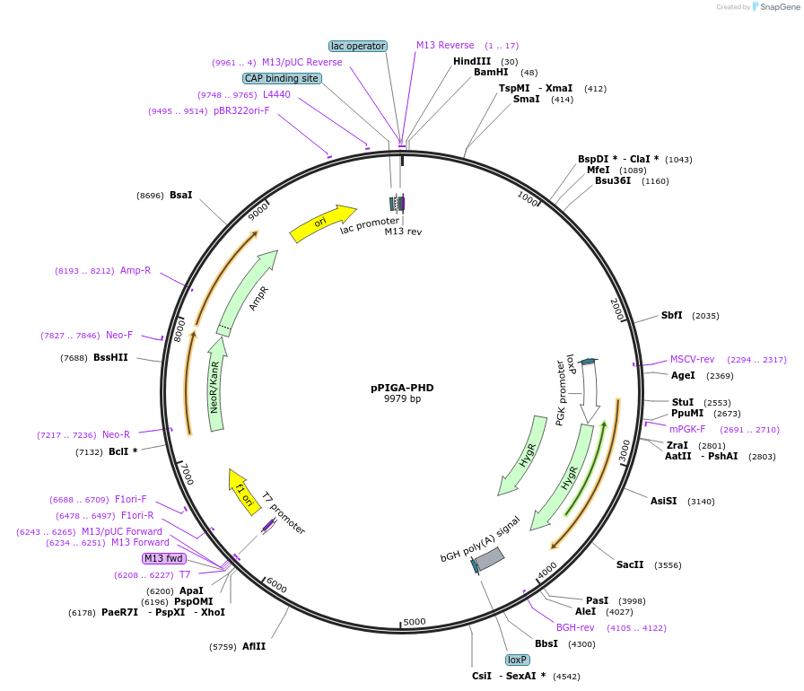 26778-plasmid-map-sequence-id-12677