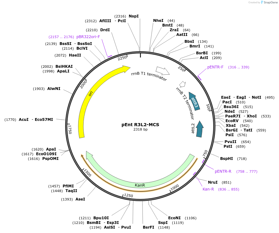 26799-plasmid-map-sequence-id-12687