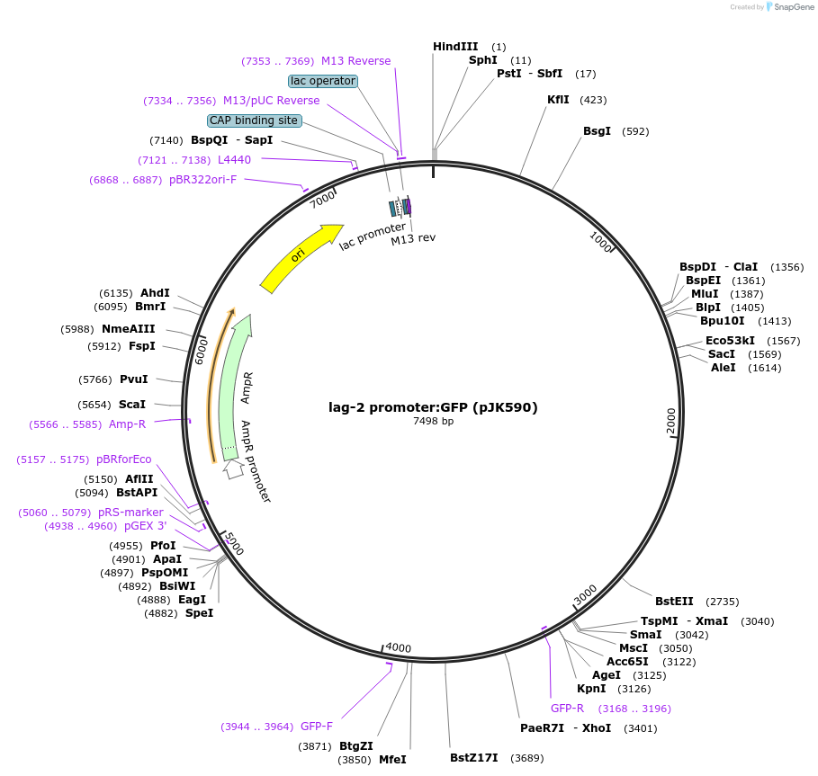 26814-plasmid-map-sequence-id-12692