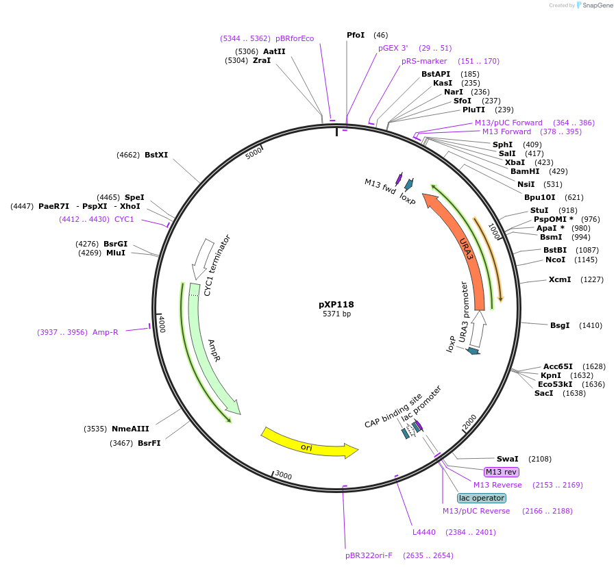 26825-plasmid-map-sequence-id-12693