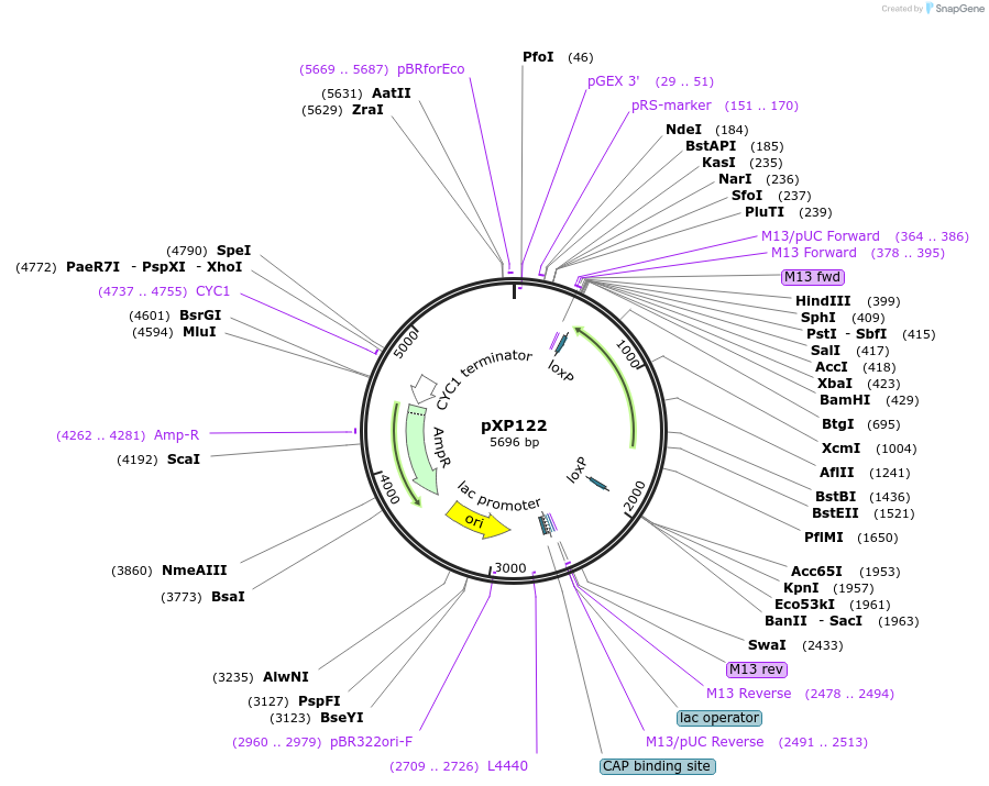 26827-plasmid-map-sequence-id-12695