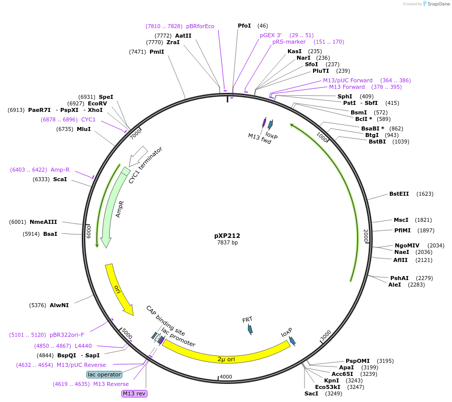 26828-plasmid-map-sequence-id-12696
