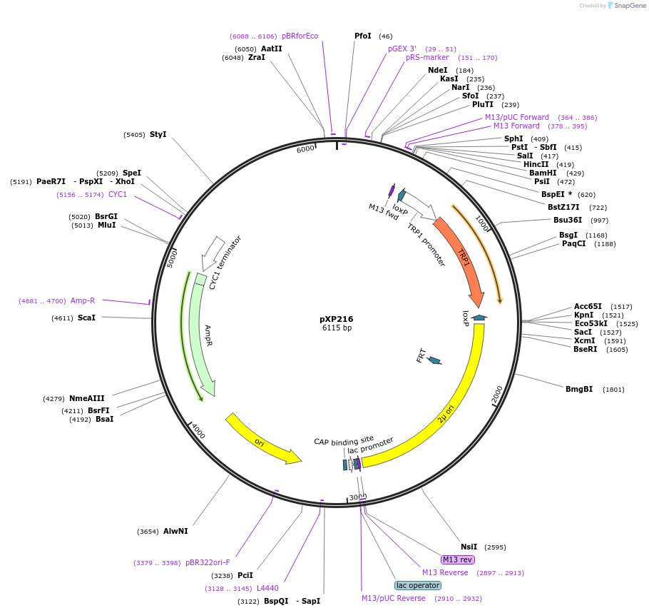 26830-plasmid-map-sequence-id-12698