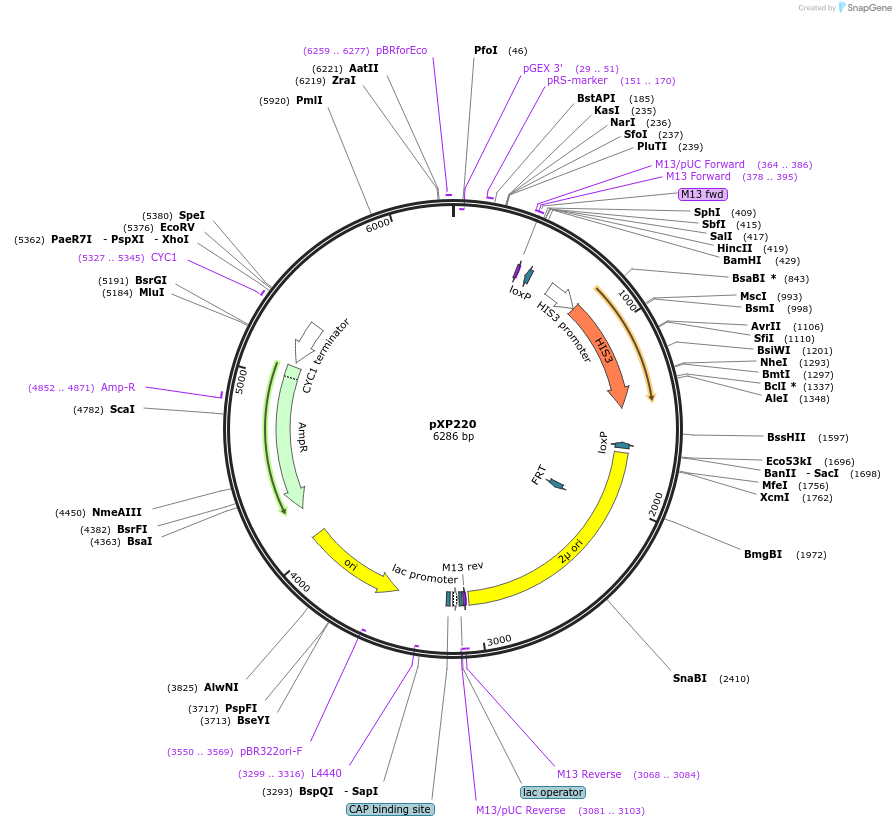26832-plasmid-map-sequence-id-12700