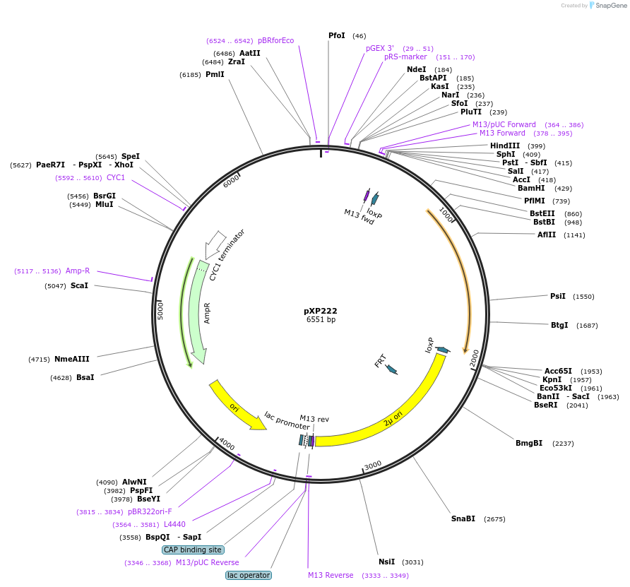 26833-plasmid-map-sequence-id-12701