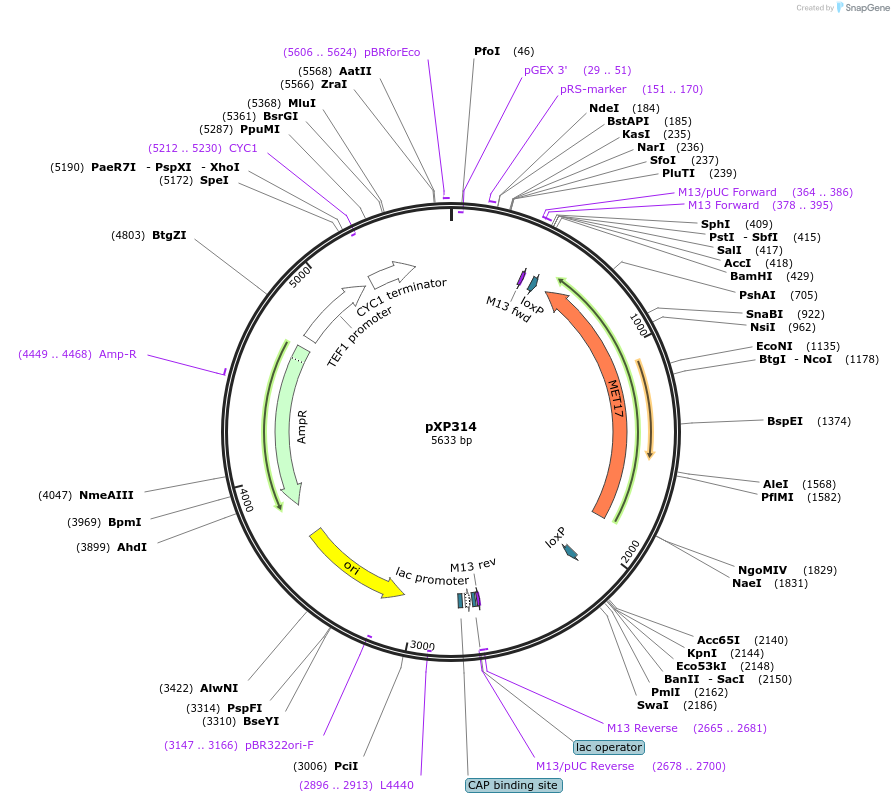 26835-plasmid-map-sequence-id-12703