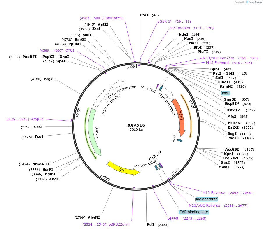 26836-plasmid-map-sequence-id-12704