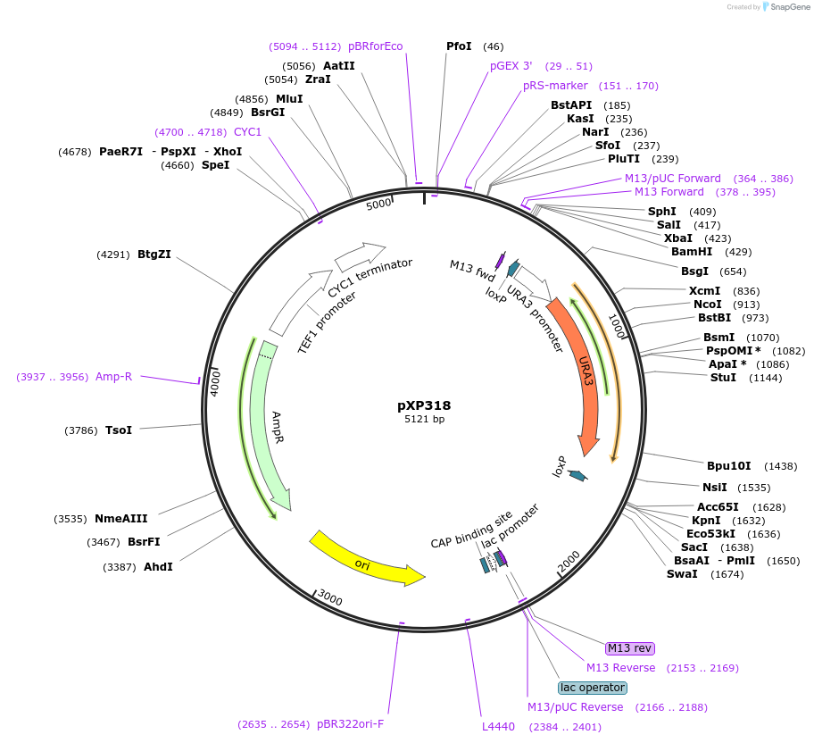 26837-plasmid-map-sequence-id-12705