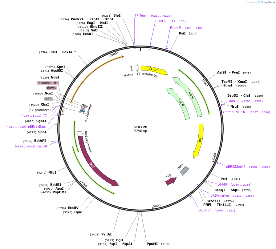 71123-plasmid-map-sequence-id-127062