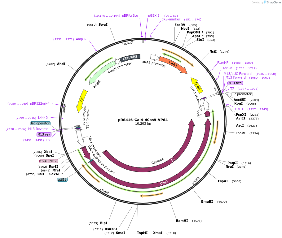 71128-plasmid-map-sequence-id-127063