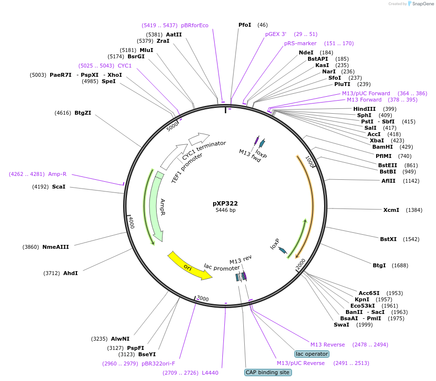 26839-plasmid-map-sequence-id-12707