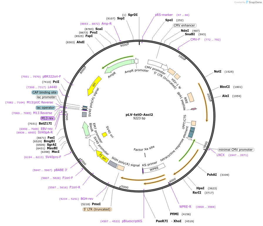 71151-plasmid-map-sequence-id-127071