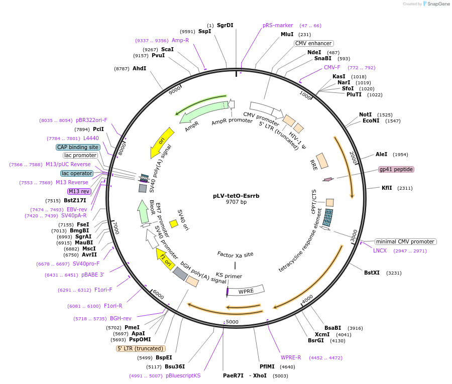 71152-plasmid-map-sequence-id-127072