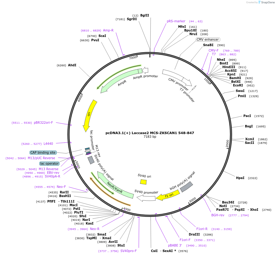 127079_map