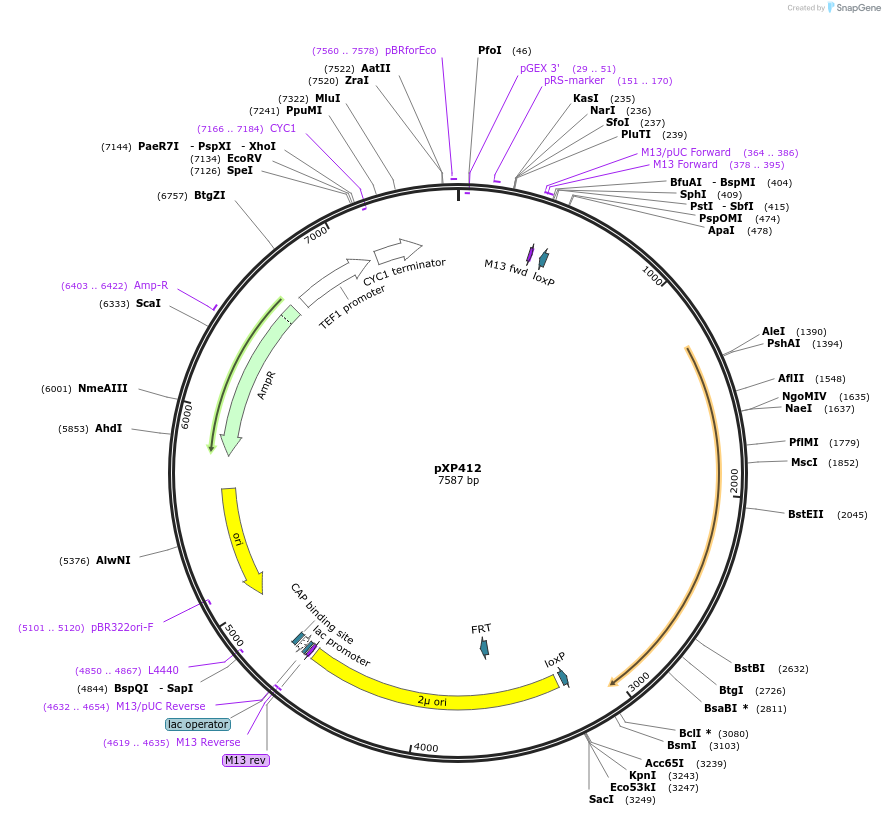 26840-plasmid-map-sequence-id-12708
