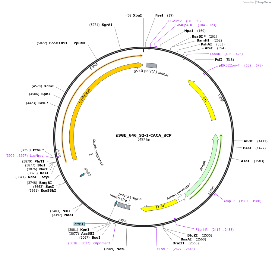 71153-plasmid-map-sequence-id-127080